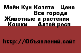 Мейн Кун Котята › Цена ­ 15 000 - Все города Животные и растения » Кошки   . Алтай респ.